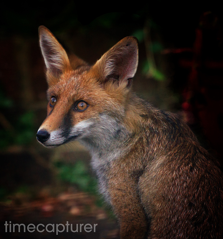 Night Visitor - Nature & Wildlife