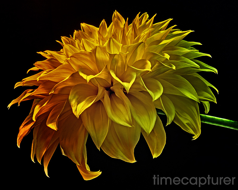 Yellow Moods - Macro Photography