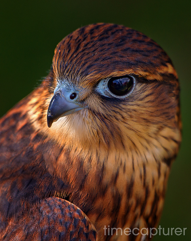 Kestrel - Nature & Wildlife