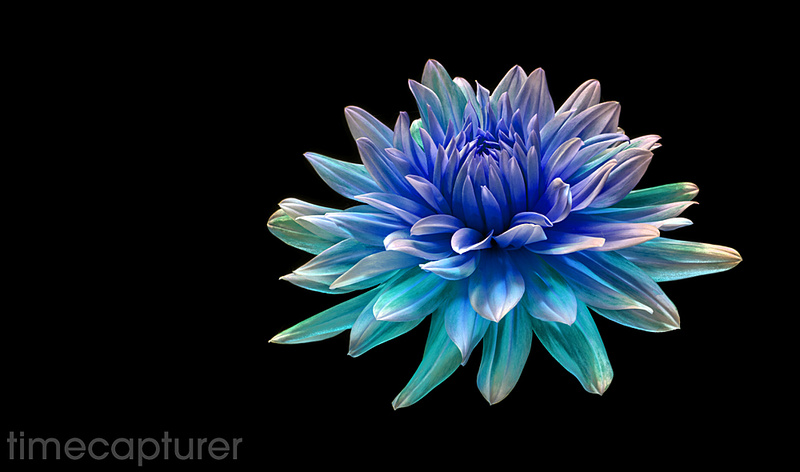 Floating - Macro Photography
