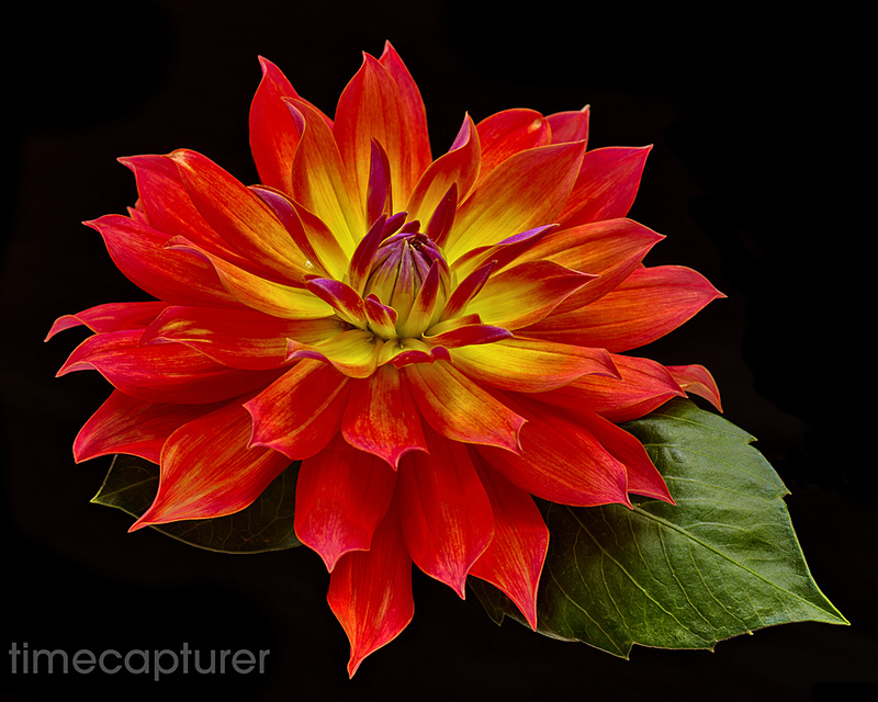 Flower Flame - Macro Photography