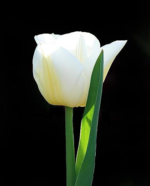  - Flora