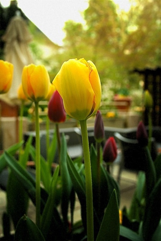  - Flora