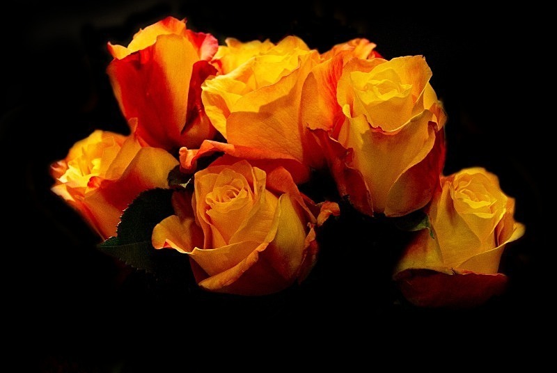  - Flora