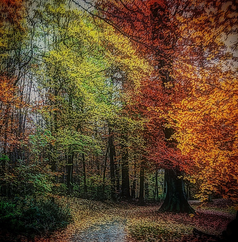 Bois de la Cambre - November 2012 - Autumn