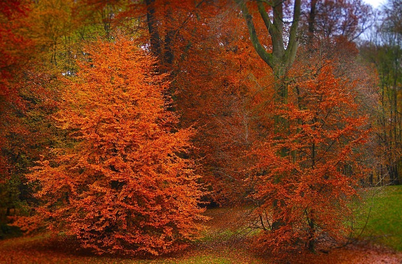 Bois de la Cambre - November 2012 - Autumn