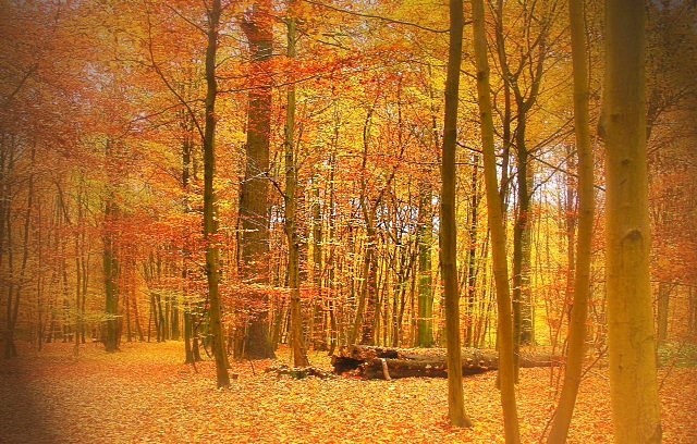 Bois de la Cambre - November 2012 - Autumn
