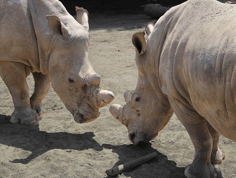  - Rhinos at Pairi Daiza, Belgium