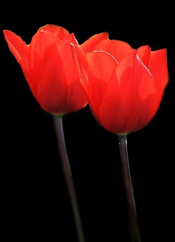  - Flora