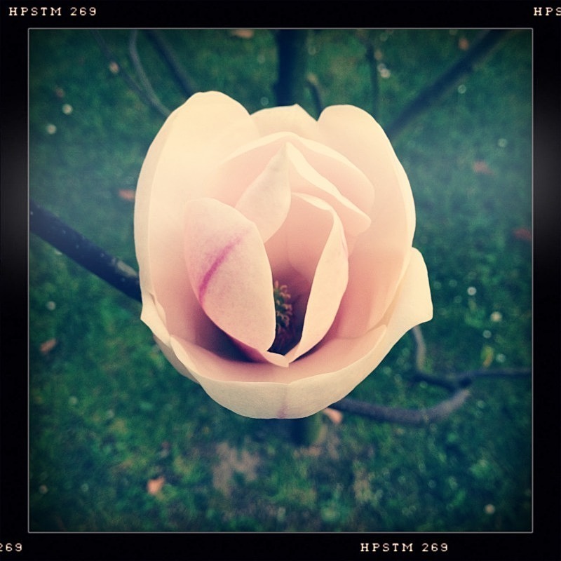  - Flora