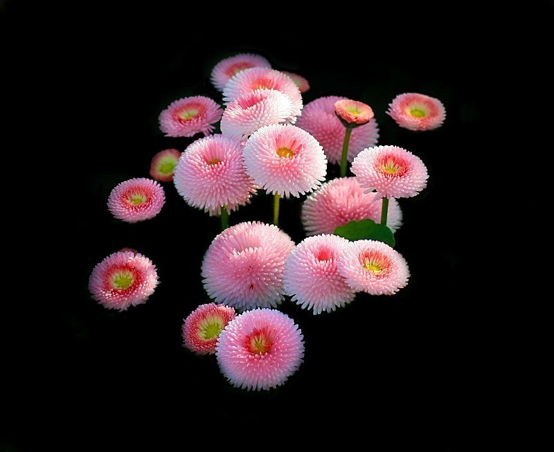  - Flora