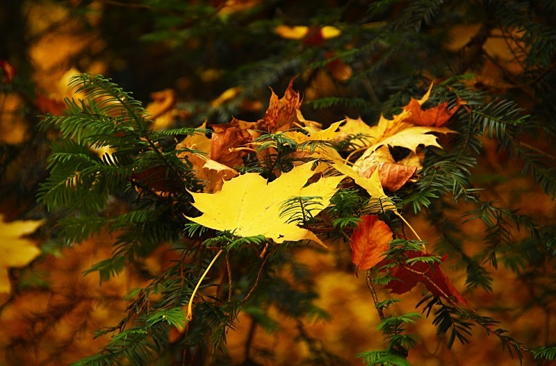 Bois de la Cambre - November 2012 - Autumn