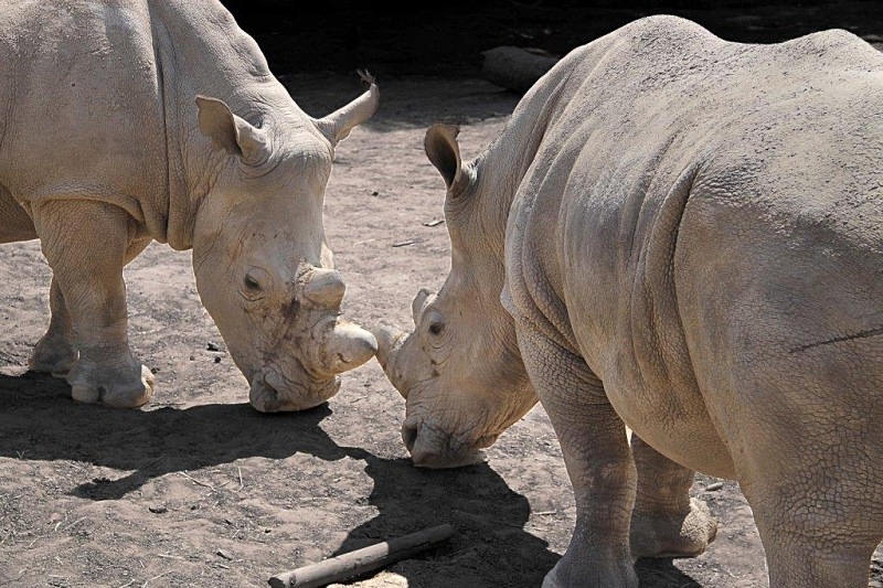  - Rhinos at Pairi Daiza, Belgium