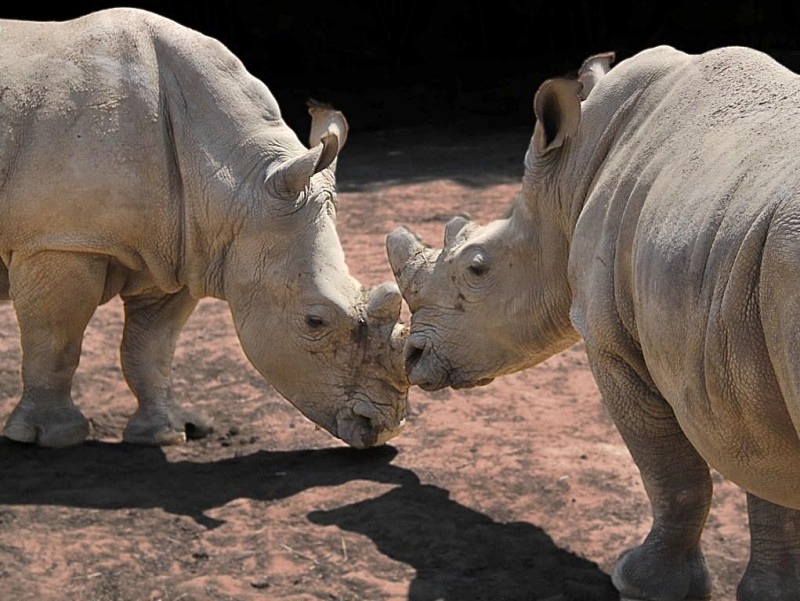  - Rhinos at Pairi Daiza, Belgium