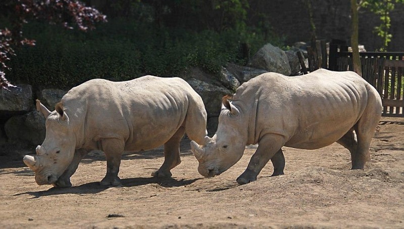  - Rhinos at Pairi Daiza, Belgium