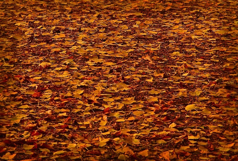 Cinquantenaire Park - November 2012 - Autumn