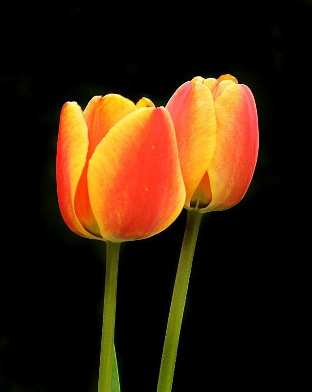  - Flora