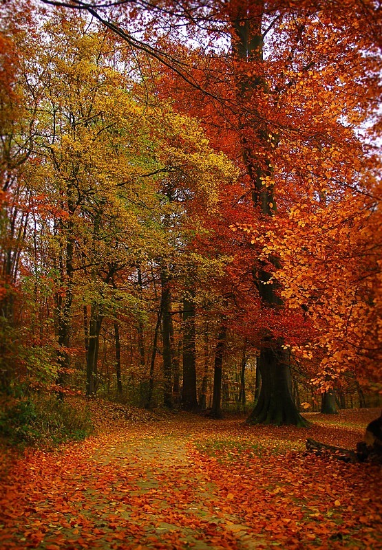 Bois de la Cambre - November 2012 - Autumn