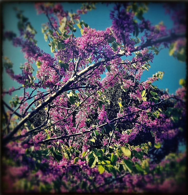  - Flora