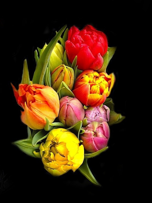  - Flora