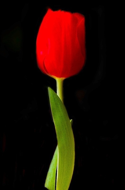  - Flora