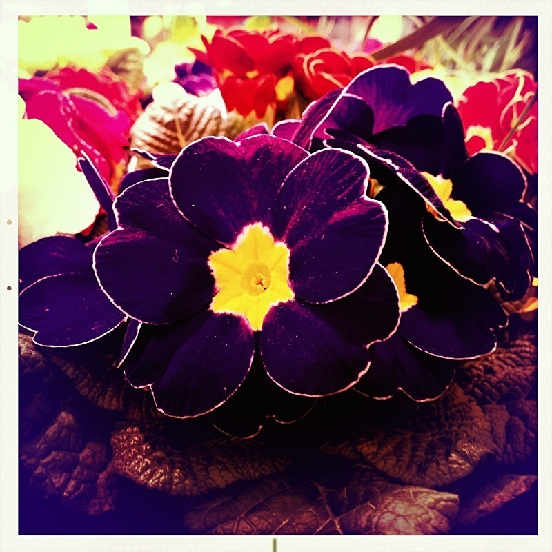  - Flora