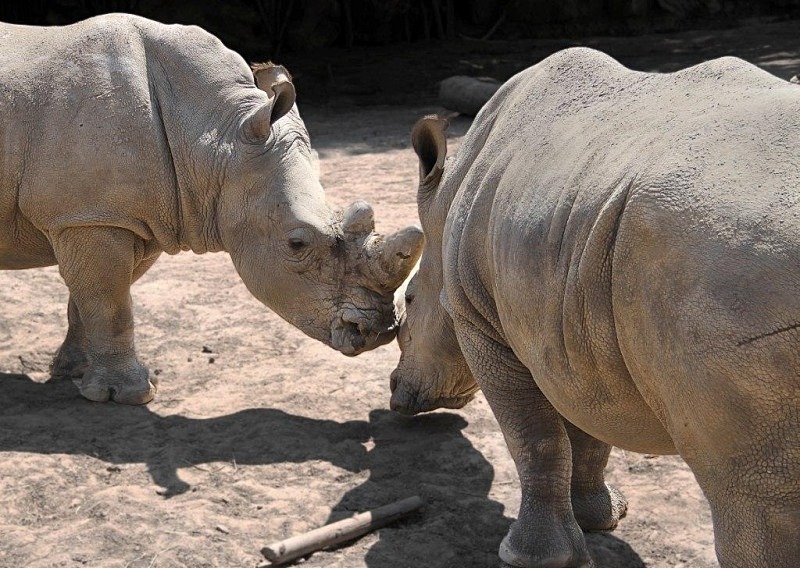  - Rhinos at Pairi Daiza, Belgium