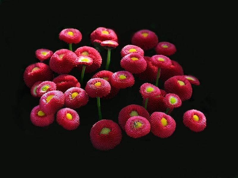  - Flora