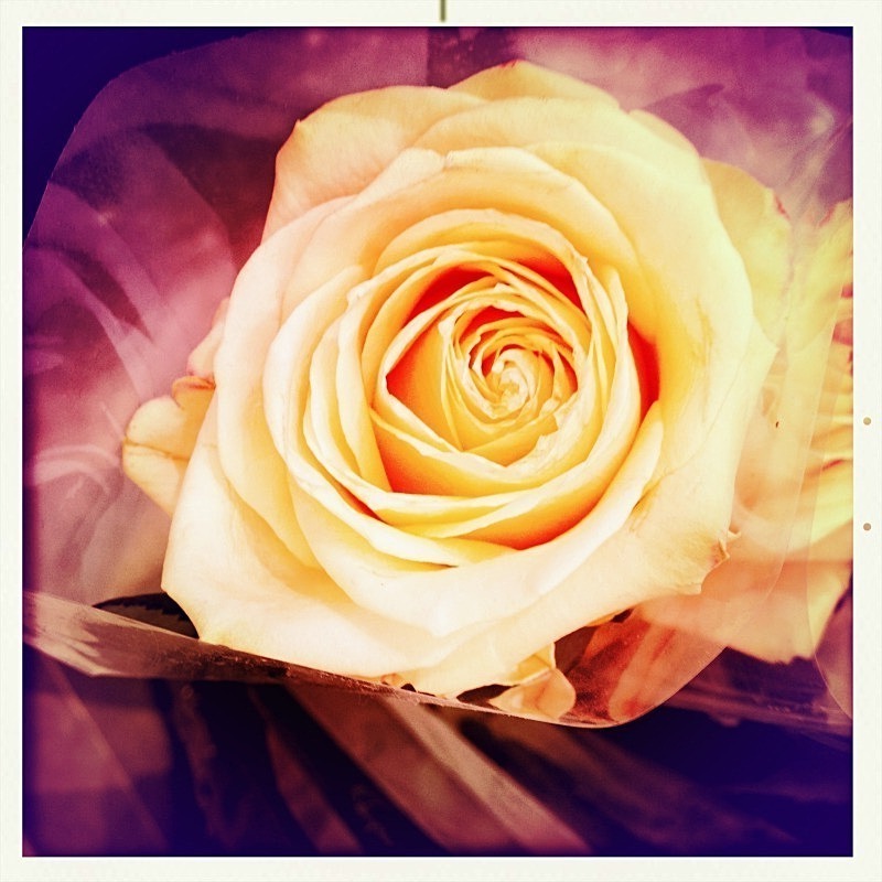  - Flora