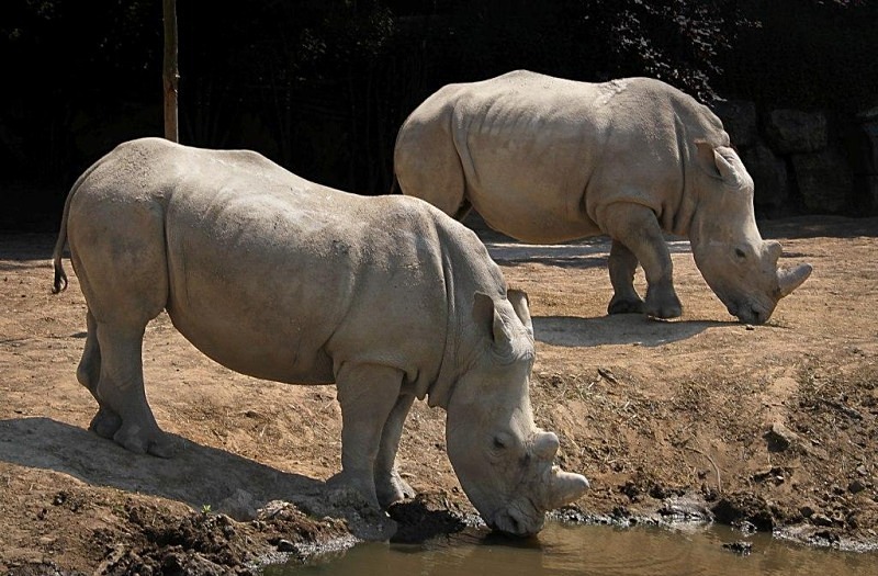 - Rhinos at Pairi Daiza, Belgium