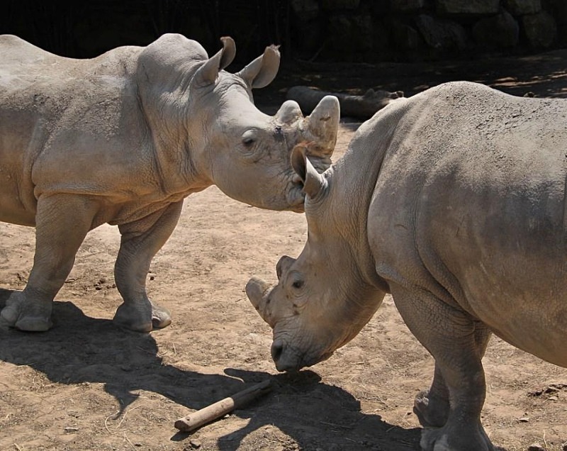  - Rhinos at Pairi Daiza, Belgium