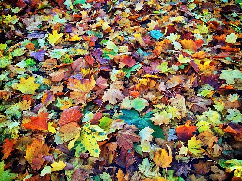 Cinquantenaire Park - November 2012 - Autumn