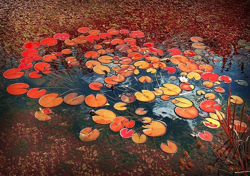  - Flora
