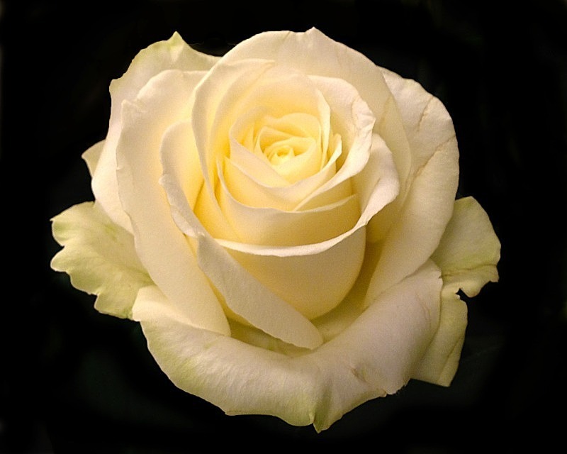  - Flora