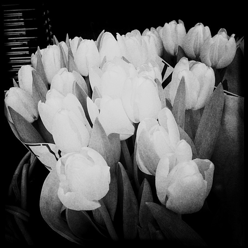  - Flora