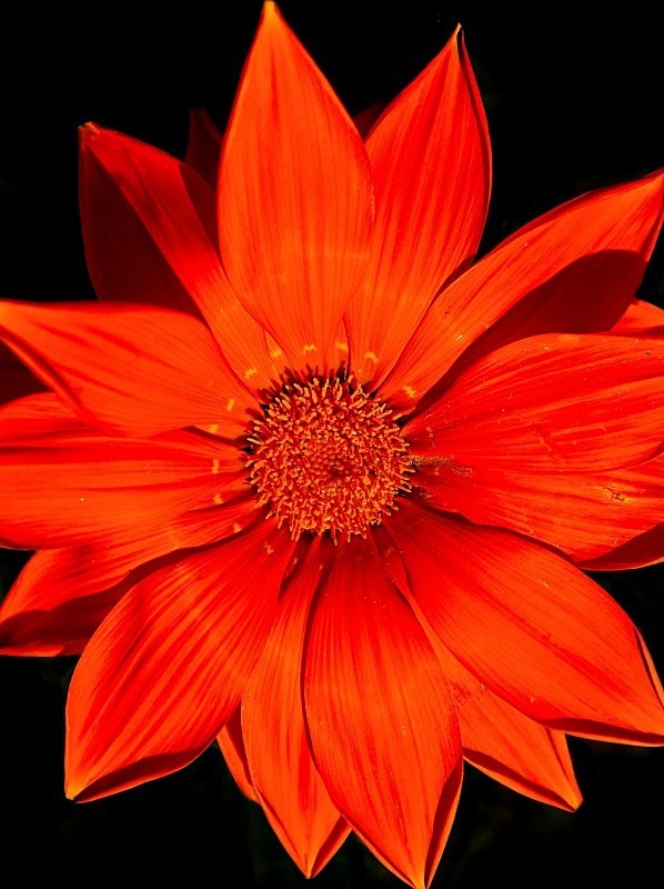  - Flora