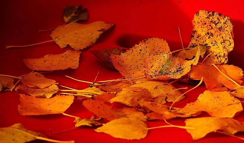 Foret des Soignes, Belgium - October 2012 - Autumn