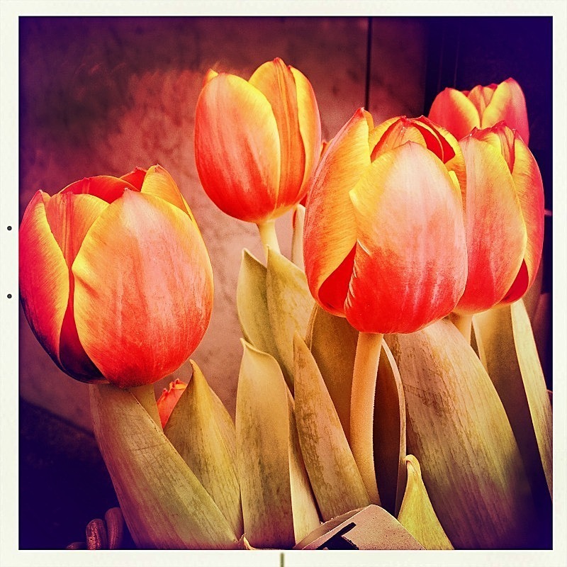  - Flora