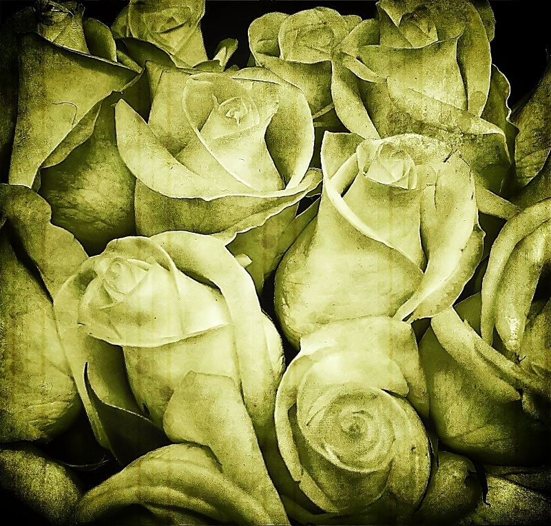  - Flora