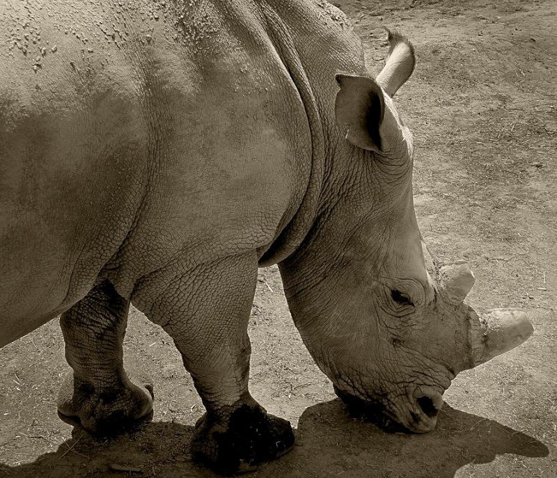  - Rhinos at Pairi Daiza, Belgium
