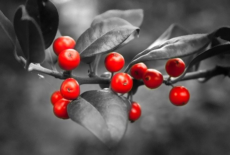 My garden, November 2011 - Autumn