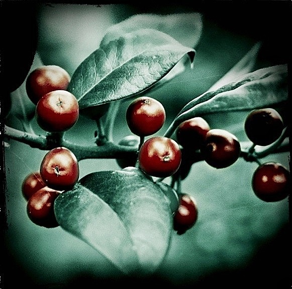  - Flora
