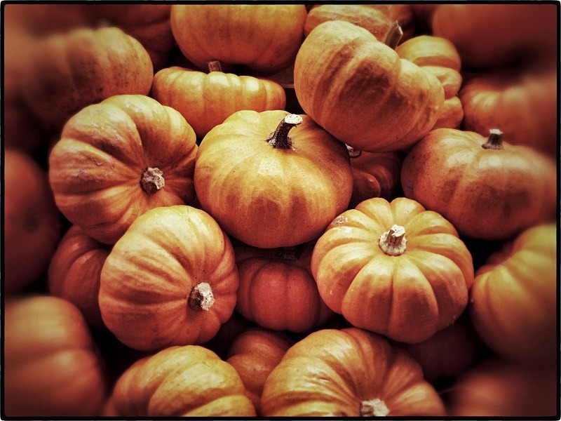 Pumpkins at a market in Uccle - Autumn