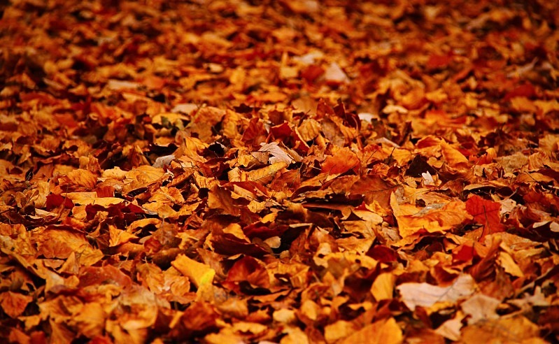 Cinquantenaire Park - November 2012 - Autumn