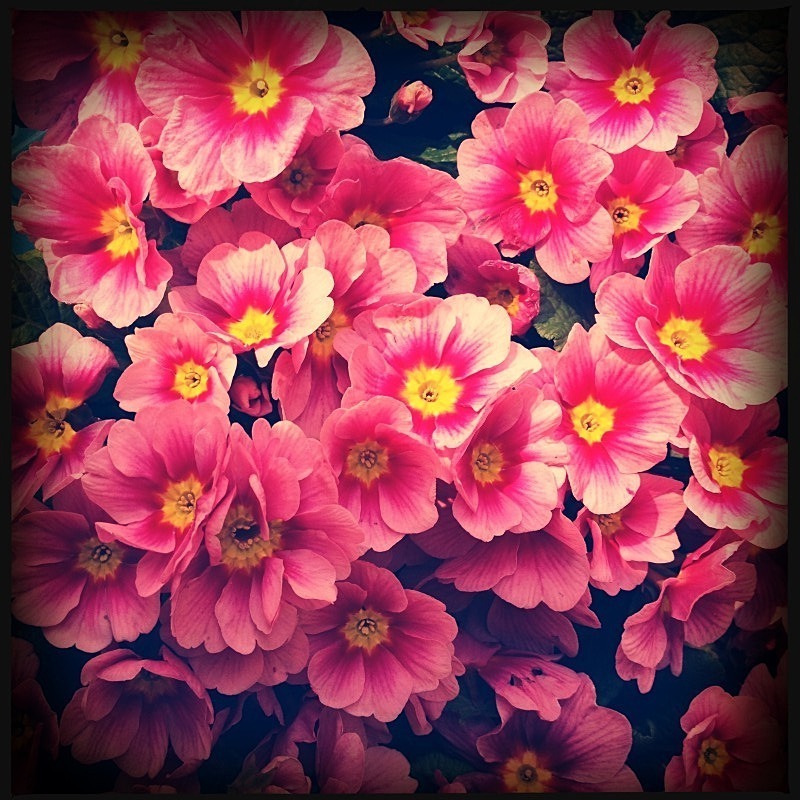  - Flora