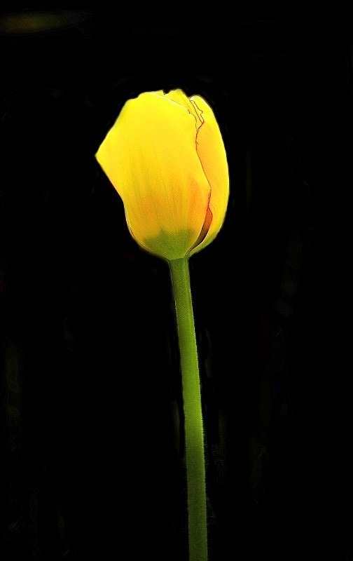  - Flora