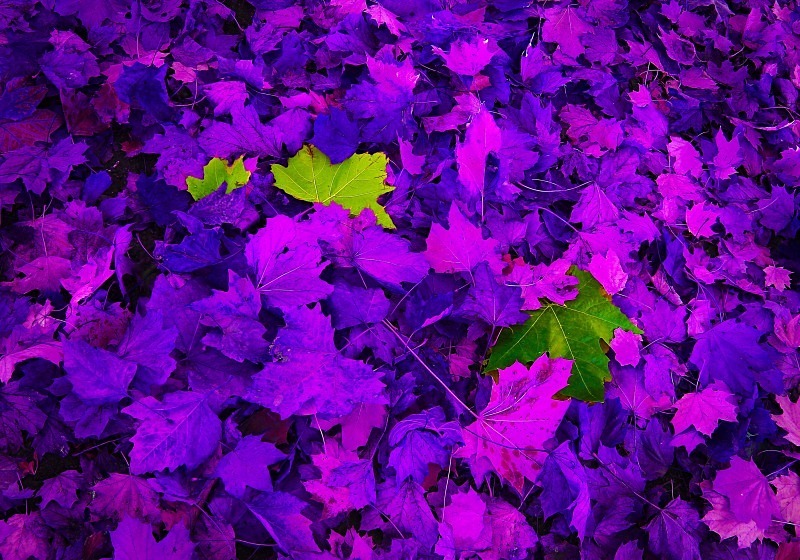 Cinquantenaire Park - November 2012 - Autumn