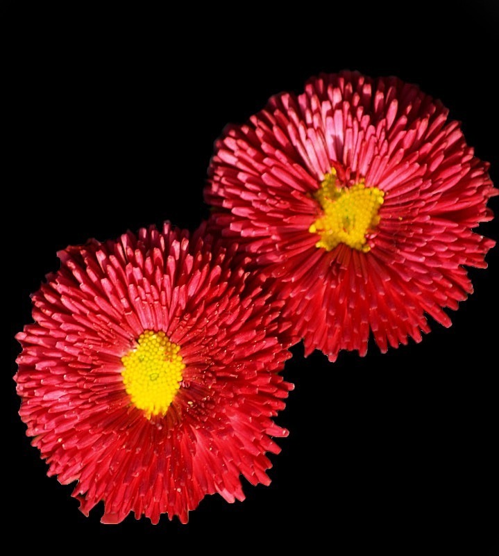  - Flora