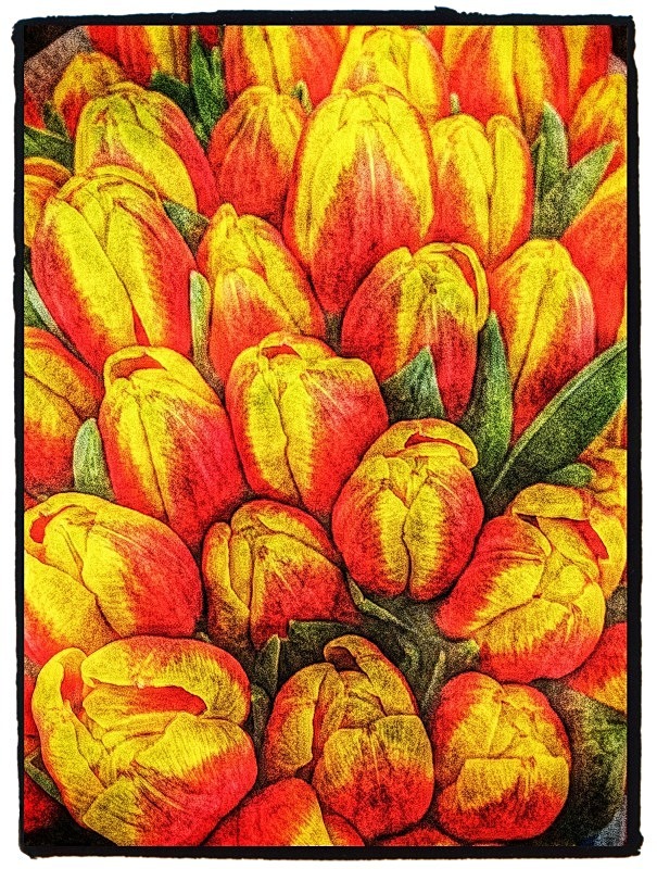  - Flora