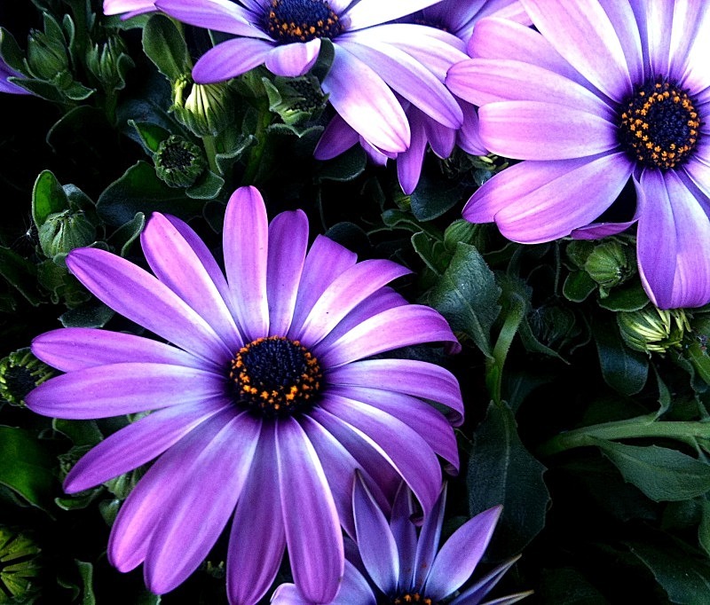  - Flora
